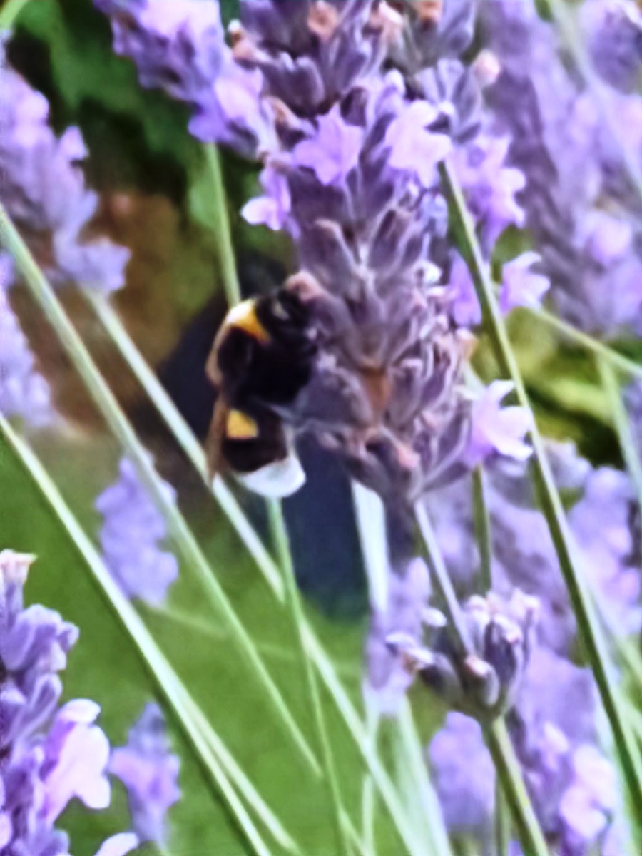 Hummel _1