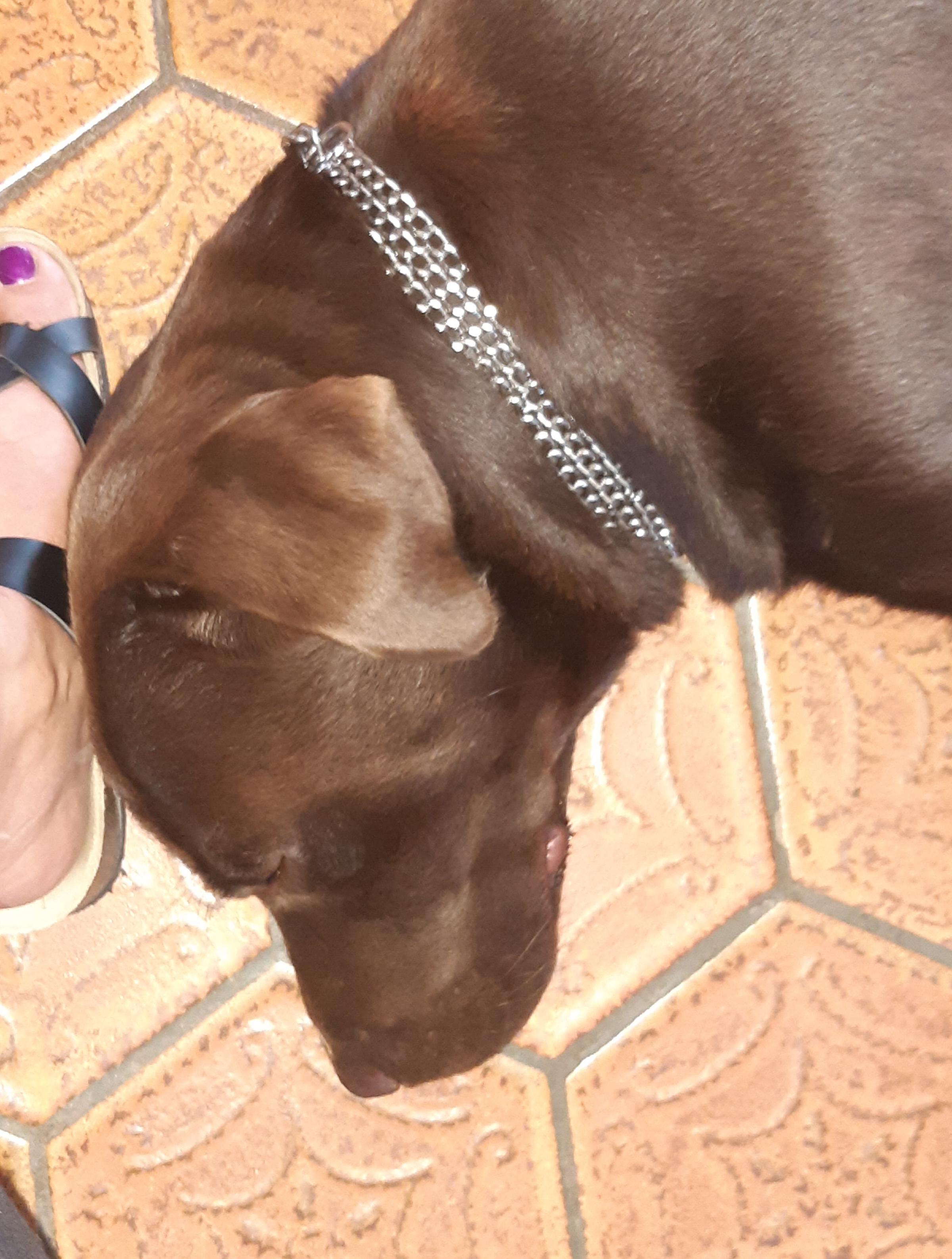 Bruno