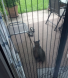 Fette Katze