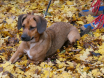 Ernstbrunn-Wildpark_Herbst 2020-Test