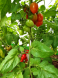 Tomaten_1