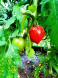 Tomaten_2
