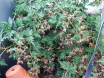 Brombeeren