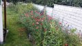 Blumen