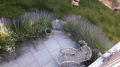 Lavendel_2
