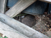 Igel_1