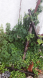 Bauernwaage