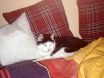 Kater