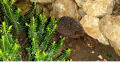 Igel_1