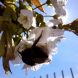 Hummel 1