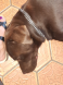 Bruno