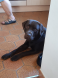 Bruno_
