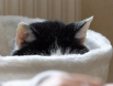 miau