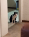 katze2a