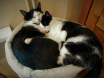 schnarchkatzen