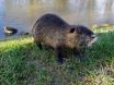 nutria1