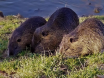 nutria2