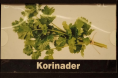 Koriander