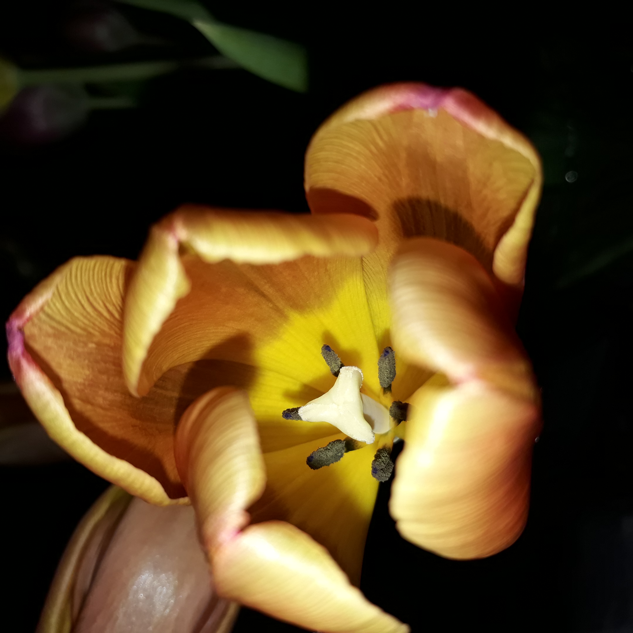 Tulpenkrieger