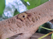 Mausi2
